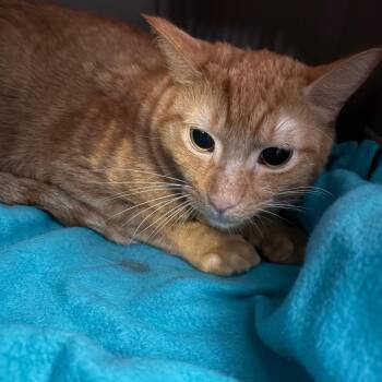 Domestic Short Hair Cats Available for Adoption - Rusty | PetCurious