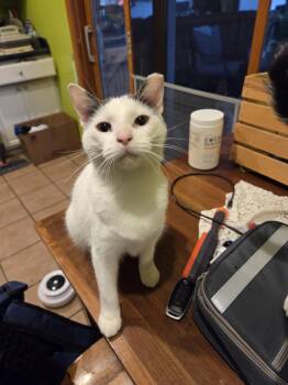 Rescue Domestic Short Hair Cats for Adoption - Mia | PetCurious