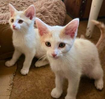 Moose & Goose -  Domestic Short Hair and Tabby Cat for Adoption in The Dalles, Oregon - Moose & Goose | PetCurious