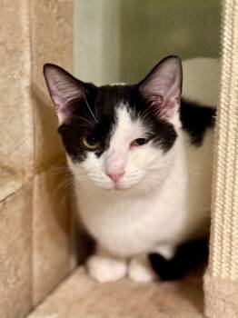Rescue Domestic Short Hair Cats for Adoption in Augusta, Georgia - Xyla | PetCurious