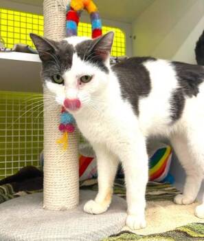 Rocco -  Domestic Short Hair Cat for Adoption in Kansas City, Missouri - Rocco | PetCurious