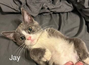 Jay -  Domestic Short Hair Cat for Adoption in Plumerville, Arkansas - Jay | PetCurious