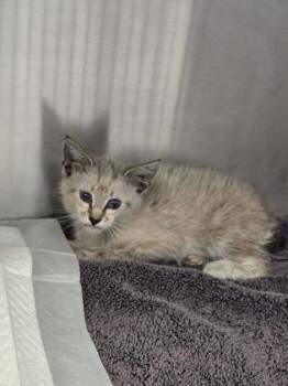 Pauly -  Domestic Short Hair Cat for Adoption in Roseville, California - Pauly | PetCurious