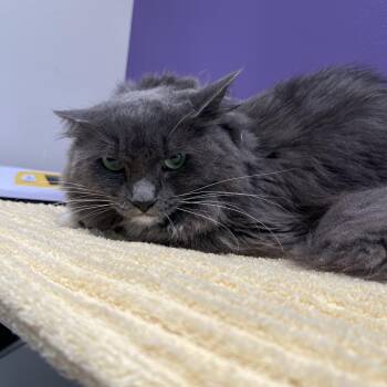 Buttons -  Domestic Medium Hair Cat for Adoption in Englewood, Florida - Buttons | PetCurious