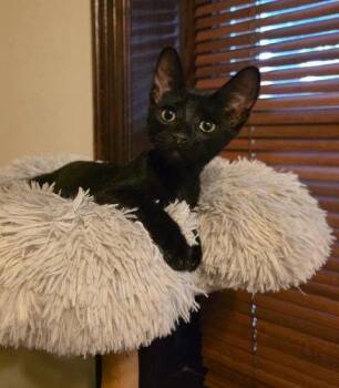 Swamp Thing (FCID# 7/06/26-60 Brandywine event) DC -  Domestic Short Hair Cat for Adoption in Greenville, Delaware - Swamp Thing (FCID# 7/06/26-60 Brandywine Event) DC | PetCurious