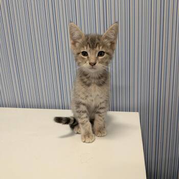 Eeyore -  Domestic Short Hair Cat for Adoption in Chico, California - Eeyore | PetCurious