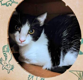 Domestic Short Hair Cats Available for Adoption - MARACA | PetCurious