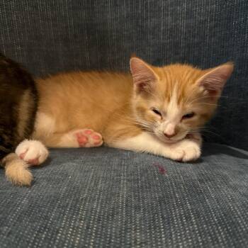 Mac -  Domestic Short Hair and Tabby Cat for Adoption in Rochester Hills, Michigan - Mac | PetCurious
