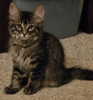 Ricky -  Domestic Long Hair Cat for Adoption in Mineral Point, Wisconsin - Ricky | PetCurious
