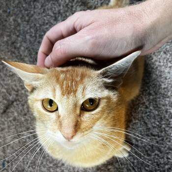 Rescue Domestic Short Hair Cats for Adoption in Pottsboro, Texas - Loki Girl | PetCurious