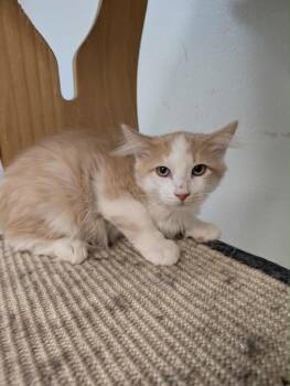 Rescue Tabby Cats for Adoption in Grand Junction, Colorado - Mackerel (Diluted Tabby) | PetCurious