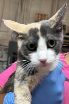 Patches (Mother) -  Domestic Short Hair Cat for Adoption in Pahrump, Nevada - Patches (Mother) | PetCurious