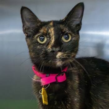 Rescue Domestic Short Hair Cats for Adoption in St. Louis, Missouri - DOLLY PAWTON | PetCurious