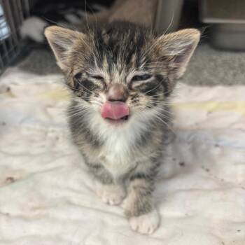 Who (26-2D-1) -  Domestic Short Hair Cat for Adoption in Rifle, Colorado - Who (26-2D-1) | PetCurious