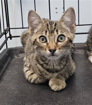 ANIYA -  Domestic Short Hair Cat for Adoption in Palmetto, Florida - ANIYA | PetCurious