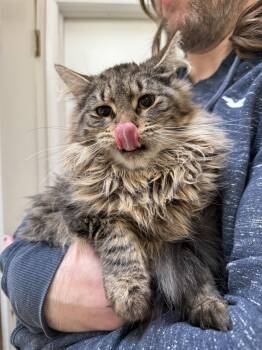 Domestic Short Hair Cats Available for Adoption in Rockaway, New Jersey - Daffodil KITTEN | PetCurious