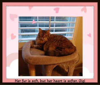 Norwegian Forest Cat and Domestic Medium Hair Cats Available for Adoption in Winston-salem, North Carolina - Gigi: Elegance, Fluff, And Queen‑level Charm! | PetCurious