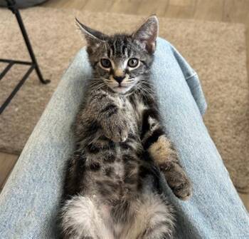 WAFFLE -  Domestic Short Hair Cat for Adoption in Tustin, California - WAFFLE | PetCurious