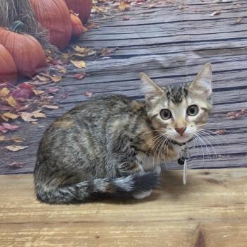 Maxxy -  Domestic Short Hair Cat for Adoption in Normal, Illinois - Maxxy | PetCurious