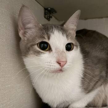Cinna -  Domestic Short Hair Cat for Adoption in San Antonio, Texas - Cinna | PetCurious
