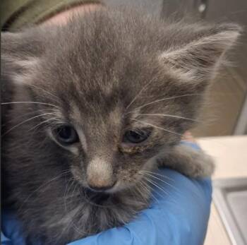 ESPEON -  Domestic Short Hair Cat for Adoption in Killeen, Texas - ESPEON | PetCurious