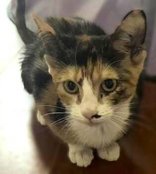 Rescue Domestic Medium Hair Cats for Adoption in Liverpool, Texas - Tuvalu | PetCurious