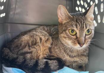 Quincy -  Domestic Short Hair Cat for Adoption in Gorham, Maine - Quincy | PetCurious