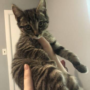 Tatiana -  Tabby Cat for Adoption in Richmond, Virginia - Tatiana | PetCurious