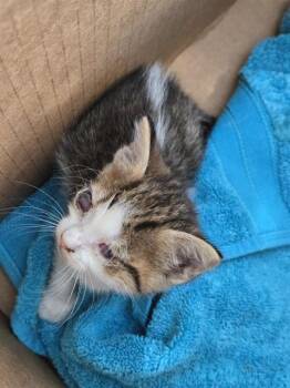 Rescue Domestic Short Hair Cats for Adoption in Dallas, Texas - HALO | PetCurious