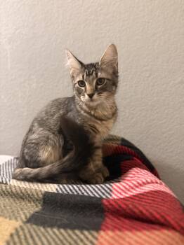 Rescue Domestic Medium Hair Cats for Adoption in Fort Collins, Colorado - Fig | PetCurious