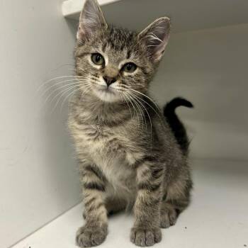 WALL-E -  Domestic Short Hair Cat for Adoption in Saint Joseph, Missouri - WALL-E | PetCurious