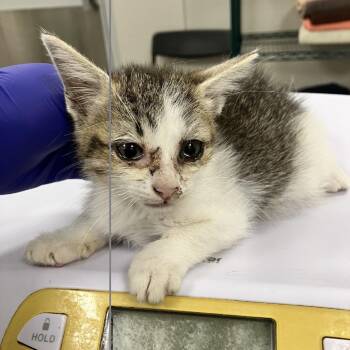 Jessie -  Domestic Short Hair Cat for Adoption in Las Cruces, New Mexico - Jessie | PetCurious