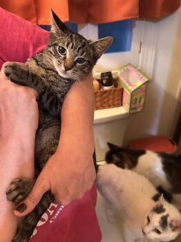 Star -  Domestic Short Hair Cat for Adoption in Holmdel, New Jersey - Star | PetCurious