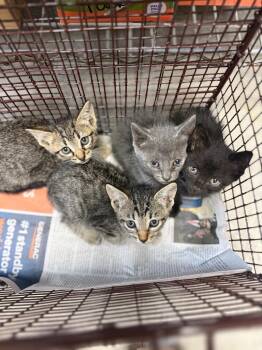 Domestic Short Hair Cats Available for Adoption in Sorrento, Louisiana - 26-0515C | PetCurious
