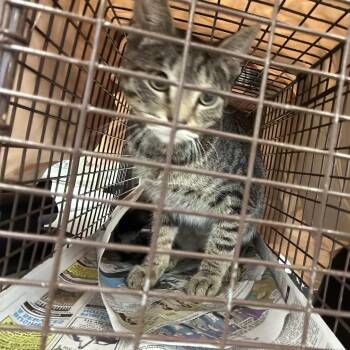 Glenda -  Domestic Short Hair Cat for Adoption in Philadelphia, Pennsylvania - Glenda | PetCurious