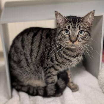 Domestic Short Hair Cats Available for Adoption - Drake | PetCurious