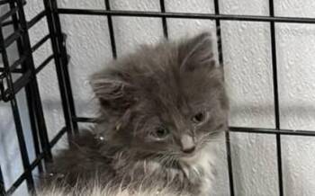 Jammy B -  Domestic Long Hair Cat for Adoption in Grand Rapids, Michigan - Jammy B | PetCurious