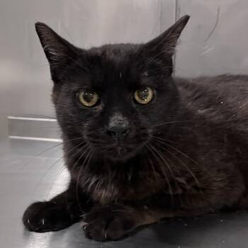 Domestic Short Hair Cats Available for Adoption in Washburn, Missouri - Zoomer | PetCurious