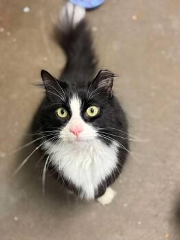Fat Boy -  Domestic Medium Hair Cat for Adoption in Pottsville, Pennsylvania - Fat Boy | PetCurious