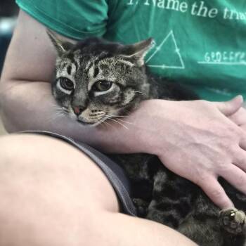 Bandit -  Domestic Short Hair Cat Available for Adoption in Melville, New York - Bandit | PetCurious
