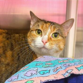 Amber -  Domestic Short Hair Cat for Adoption in Hannibal, Missouri - Amber | PetCurious