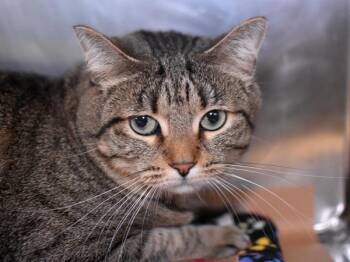 Tabby Tu Tu -  Domestic Short Hair Cat for Adoption in Portland, Oregon - Tabby Tu Tu | PetCurious