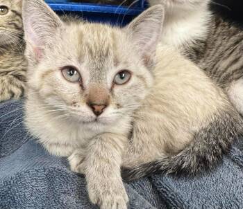 Fred -  Domestic Short Hair Cat for Adoption in Marion, Ohio - Fred | PetCurious