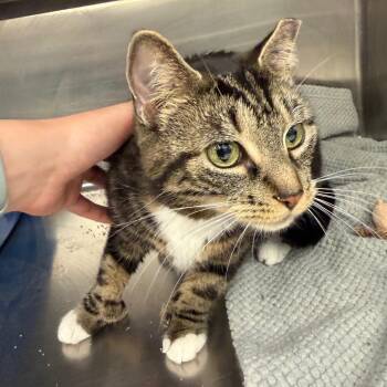 Ella may -  Domestic Short Hair Cat for Adoption in Buffalo, New York - Ella May | PetCurious