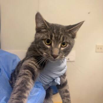 Faris -  Domestic Short Hair Cat for Adoption in Pekin, Illinois - Faris | PetCurious