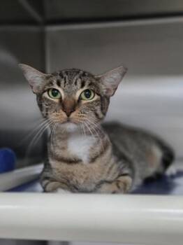 Miso -  Domestic Short Hair Cat for Adoption in San Antonio, Texas - Miso | PetCurious
