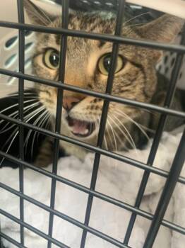 Domestic Short Hair Cats Available for Adoption - St. Pawtrick (mcas) | PetCurious