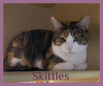 SKITTLES -  Tabby and Calico Cat for Adoption in Lawton, Oklahoma - SKITTLES | PetCurious
