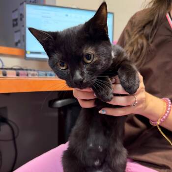 Edith -  Domestic Short Hair Cat for Adoption in Gainesville, Florida - Edith | PetCurious