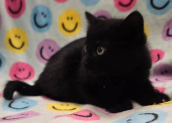 Domestic Short Hair Cats Available for Adoption in Murphysboro, Illinois - Bart | PetCurious